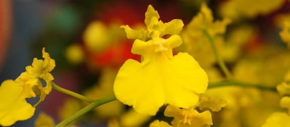 オンシジューム