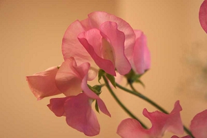 花束をプレゼントされたら…