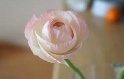 ラナンキュラス