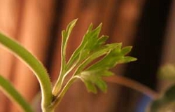 ラナンキュラスの葉