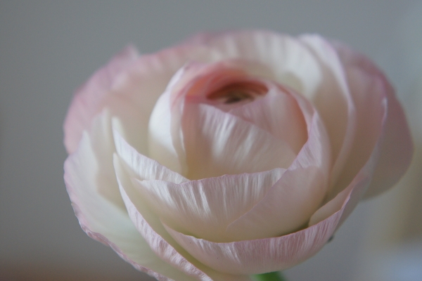 ラナンキュラス