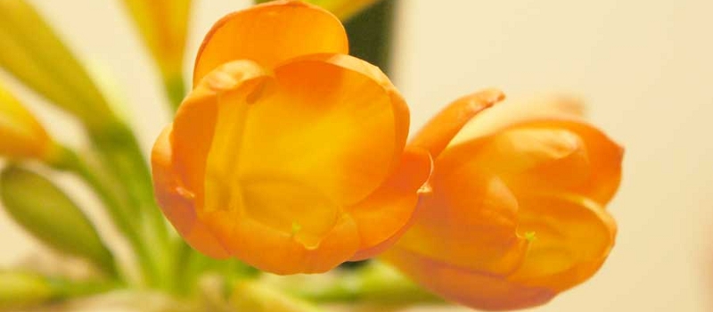 クンシラン　花言葉