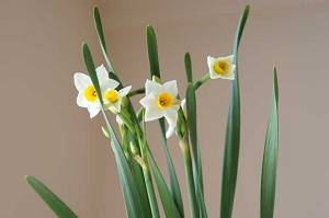 水仙　花言葉　ナルシスト