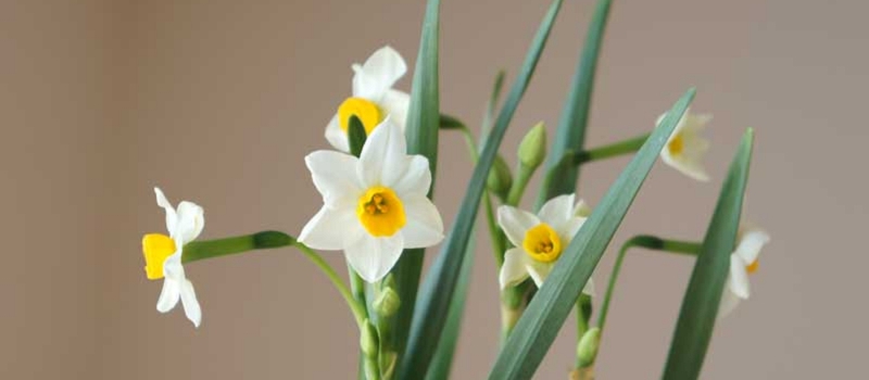 水仙　花言葉