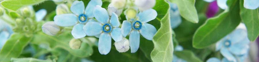 花言葉特集　花言葉　花言葉とは