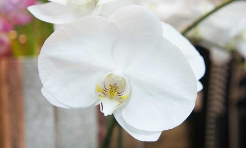 胡蝶蘭　花言葉　蘭