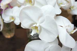 胡蝶蘭　花言葉　蘭