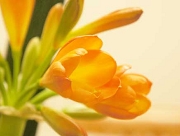 クンシラン　花言葉