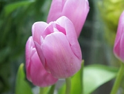 チューリップ　花言葉