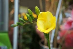 フリージア　花言葉