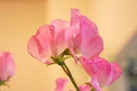 スイトピー　花言葉