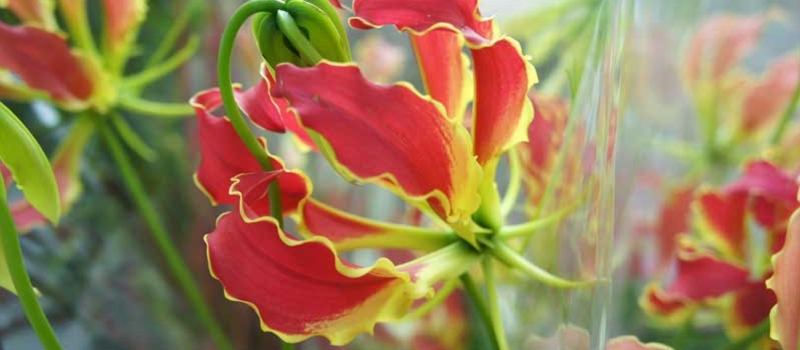 グロリオサ 花言葉