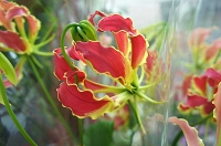 グロリオサ 花言葉 炎のゆり