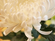 白菊　菊　花言葉