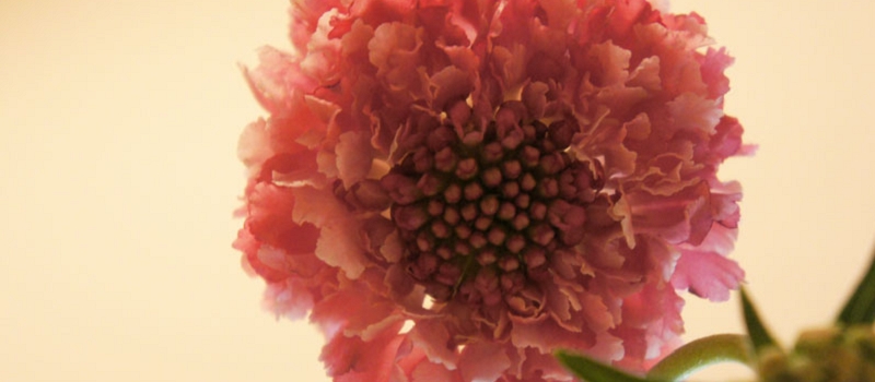 スカビオサ　花言葉