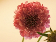 スカビオサ　花言葉