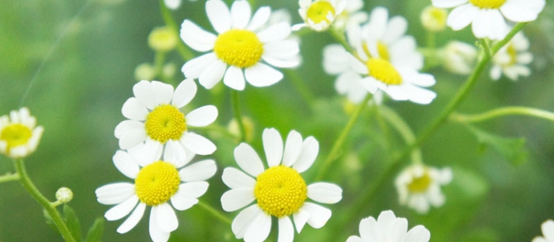 マトリカリア　花言葉