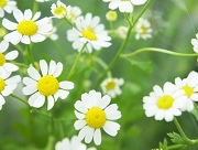 マトリカリア　花言葉　カモミール