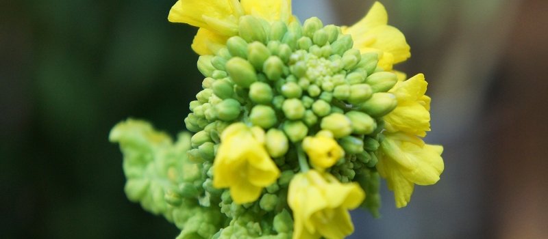 菜の花　花言葉