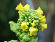 菜の花　なたね　花言葉