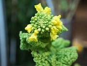 菜の花　なたね　花言葉