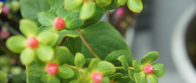 ヒペリカム　花言葉