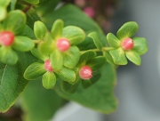 ヒペリカム　花言葉　魔除け　