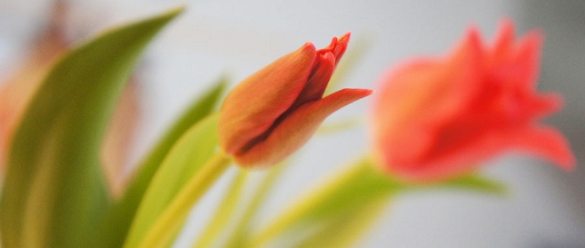 チューリップ　花言葉