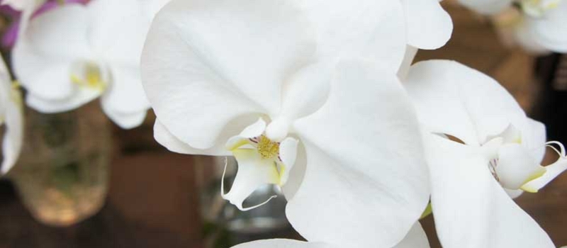 胡蝶蘭　花言葉