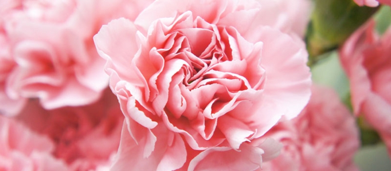 カーネーション 花言葉