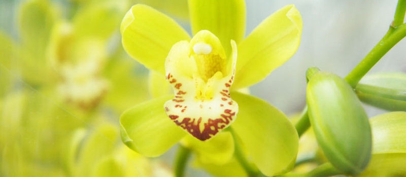 シンピジューム　花言葉