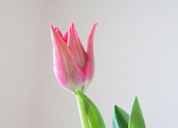 チューリップ　花言葉　ターバン