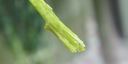 シャクヤクの水あげ方法　花言葉シャクヤクの咲かせ方　シャクヤクの水あげ方法　花言葉