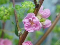サクラの花言葉　サクラの特徴サクラの特徴　サクラは何故春になると咲くんでしょう　サクラの花言葉　春の象徴　日本の国花　