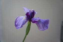 花ショウブ　花言葉　うれしい知らせ　優しいこころ　ジャパニーズアイリス　虹　