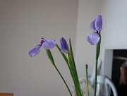 花ショウブ　花言葉　菖蒲湯