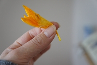 フリージア　花言葉