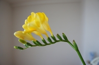 フリージア　花言葉