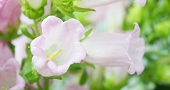 カンパニュラ　釣鐘草　花言葉