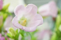 カンパニュラ　花言葉　釣鐘草　風鈴草　ベルフラワー　感謝　誠実な愛　共感　小さな鐘　