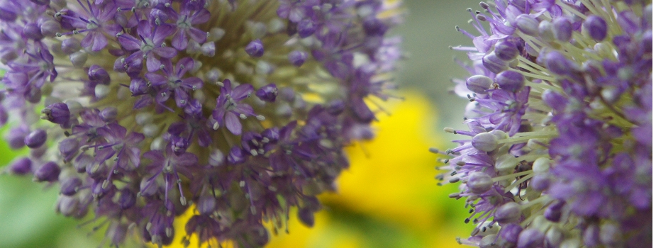 ギガンジューム　花言葉