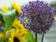 アリウムギガンジューム　花言葉　ネギ　オレンジ色の色素