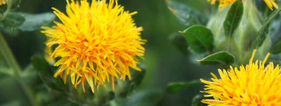 ベニバナ　花言葉