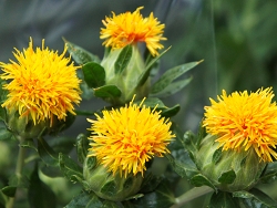 ベニバナ　花言葉　べにばな油　サフラワー油　情熱　くれのあい　サフラワー