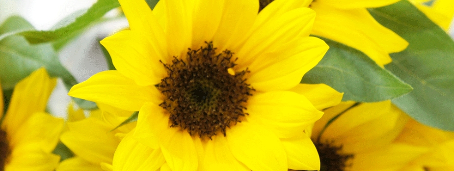 ひまわり　花言葉