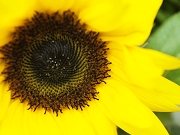 ひまわり　花言葉　太陽に向かって咲く　太陽を追って咲く　西　東　