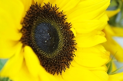 ひまわり　花言葉　泣いている