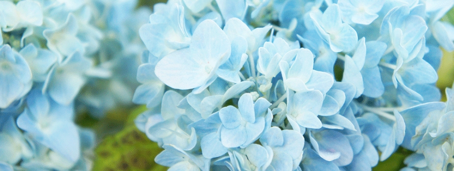 あじさい　紫陽花　花言葉