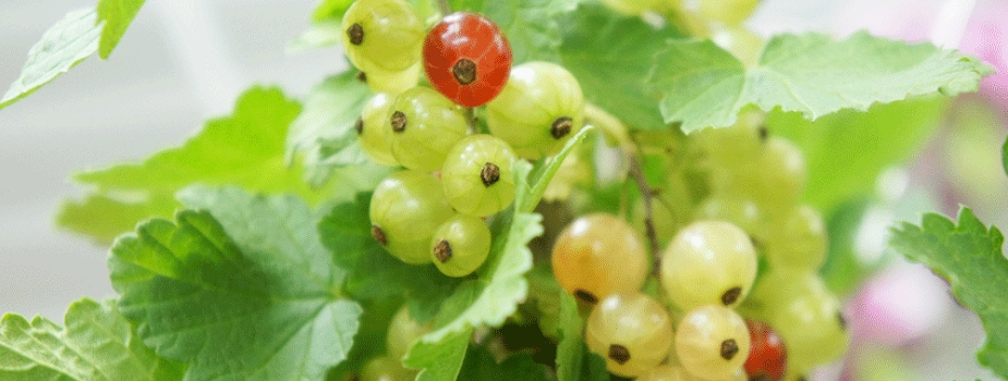フサスグリ　房酸塊花言葉