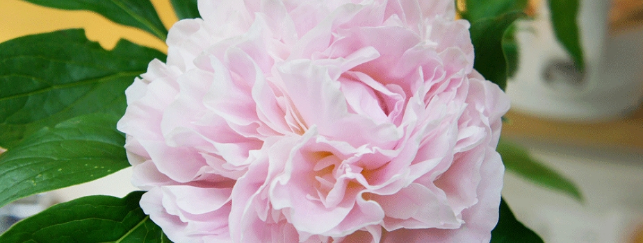 芍薬　花言葉　シャクヤク